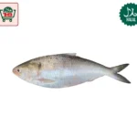Hilsha Fish Whole (1.4kg-1.5kg)